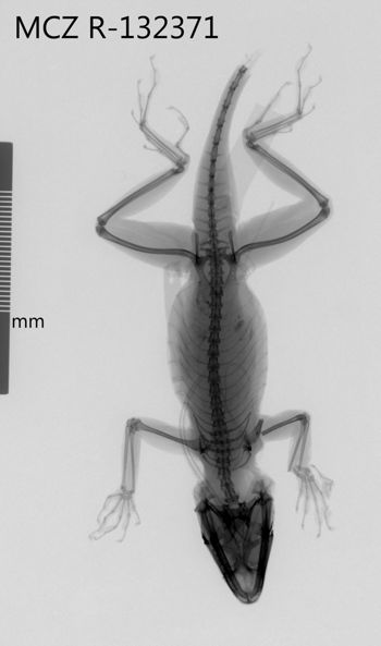Media type: image;   Herpetology R-132371 Aspect: dorsoventral x-ray